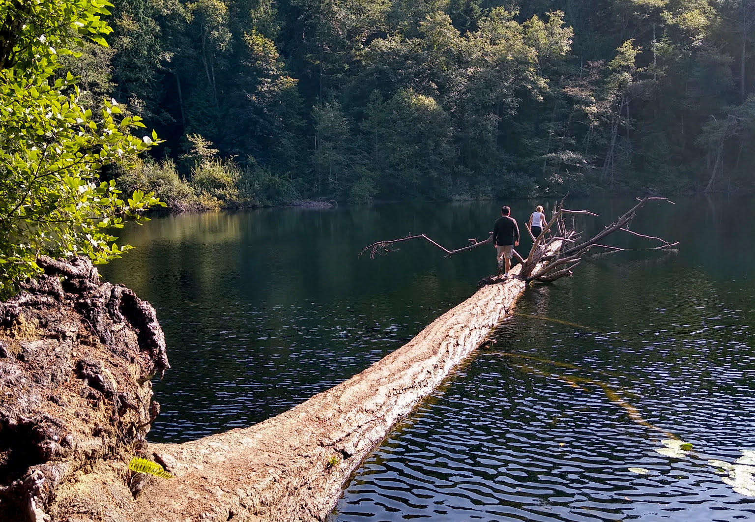 Students walk a log floating on Fragrance Lake